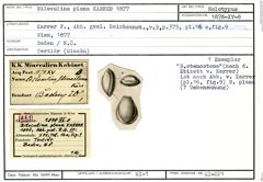 Karteikarte zum Holotyp von Biloculina plana Karrer, 1877